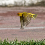 Orange-fronted Yellow Finch (image by Leo Garrigues)
