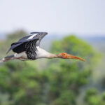 Painted Stork (image by Sophal Chen)