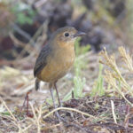 Paisa Antpitta (image by Trevor Ellery)