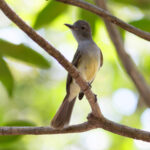 Panama Flycatcher (image by Leo Garrigues)