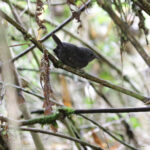 Paramillo Tapaculo (image by Trevor Ellery)