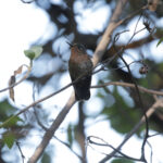 Perija Metaltail (image by Trevor Ellery)