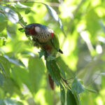 Perija Parakeet (image by Trevor Ellery)
