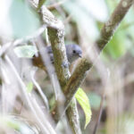 Perija Tapaculo (image by Trevor Ellery)