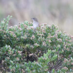 Perija Thisletail (image by Trevor Ellery)