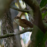 Pernambuco Foliage-gleaner (image by Leo Garrigues)