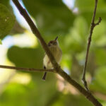 'Pernambuco' Pygmy Tyrant (image by Leo Garrigues)