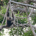 Pileated Gibbon (image by Craig Robson)