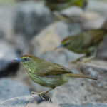 Pin-striped Tit-Babbler (image by Sophal Chen)