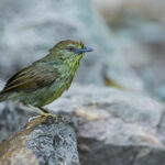 Pin-striped Tit-Babbler (image by Sophal Chen)