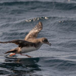 Pink-footed Shearwater (image by Anthony Kaduck)