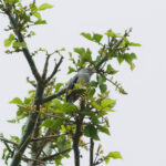 Pink-legged Graveteiro (image by Leo Garrigues)