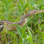 Pinnated Bittern (image by Leo Garrigues)