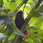 Pinto's Spinetail (image by Leo Garrigues)