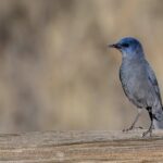 Pinyon Jay (image by Paul van Giersbergen)