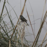 Plain-coloured Seedeater (image by Trevor Ellery)