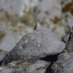 Plumbeous Sierra Finch (image by Trevor Ellery)