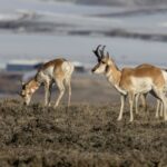 Pronghorns (image by Paul van Giersbergen)