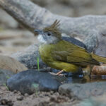 Puff-throated Bulbul (image by Sophal Chen)