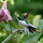 Purple-crowned Fairy (image by Leo Garrigues)