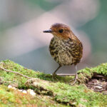 Pygmy Cupwing (image by Craig Robson)