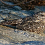 Pygmy Nightjar (image by Leo Garrigues)