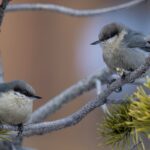 Pygmy Nuthatches (image by Paul van Giersbergen)