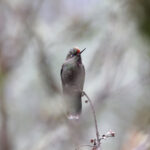 Rainbow-bearded Thornbill (image by Trevor Ellery)