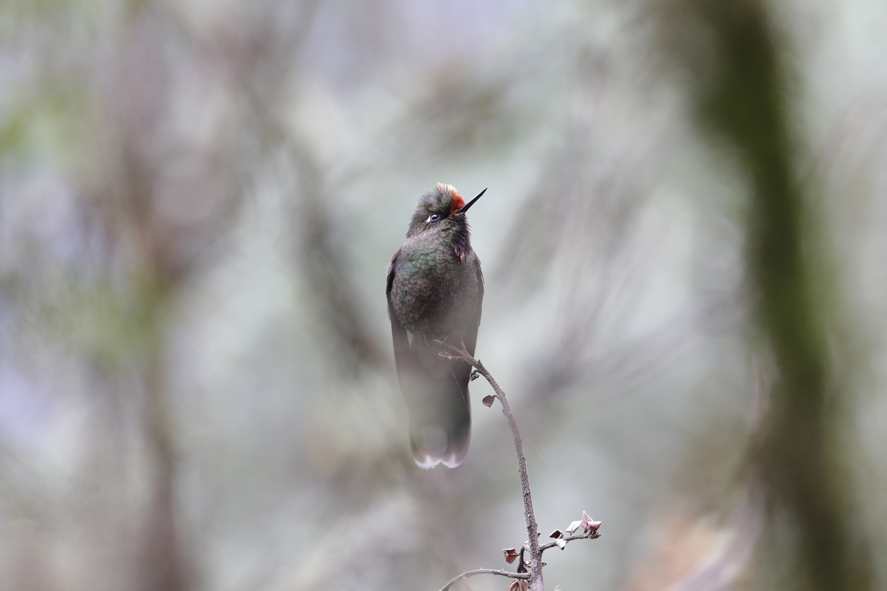 Rainbow-bearded Thornbill (image by Trevor Ellery)