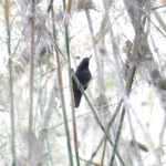 Recurve-billed Bushbird (image by Trevor Ellery)