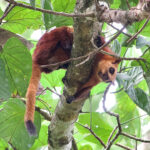 Red Giant Flying Squirrel (image by Craig Robson)