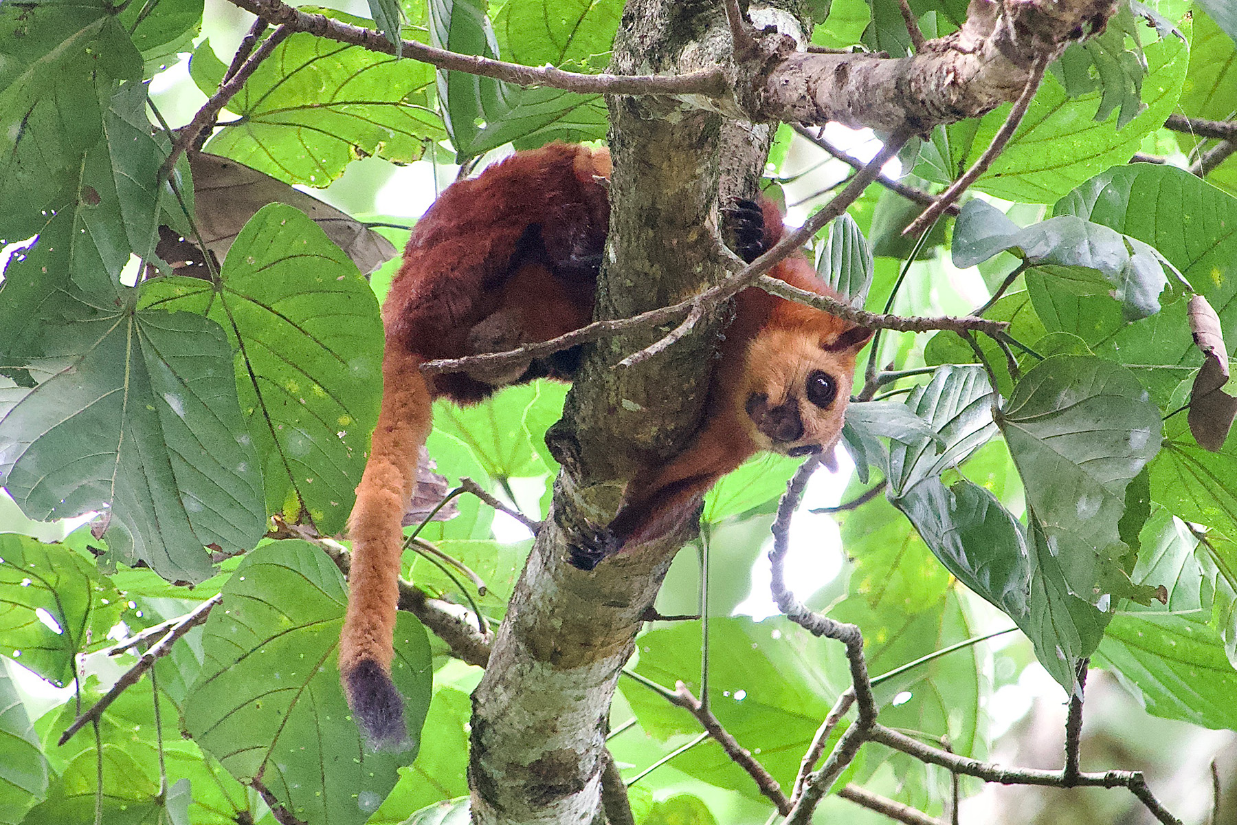 Red Giant Flying Squirrel (image by Craig Robson)