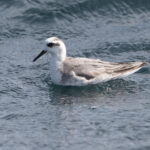 Red Phalarope (image by Anthony Kaduck)