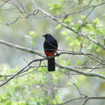 Red-bellied Grackle (image by Trevor Ellery)