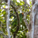 Red-browed Amazon (image by Leo Garrigues)