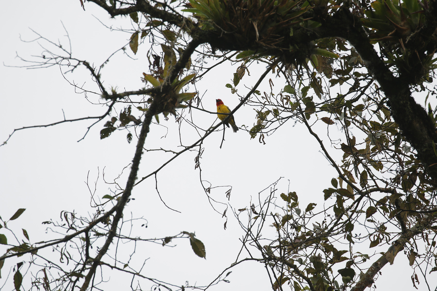 Red-hooded Tanager (image by Trevor Ellery)