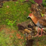 Red-legged Crake (image by Craig Robson)