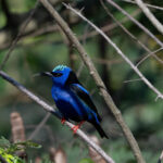 Red-legged Honeycreeper (image by Anthony Kaduck)