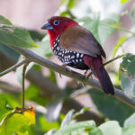 Red-throated Twinspot (image by Nik Borrow)
