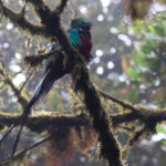 Resplendent Quetzal (image by Leo Garrigues)