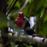Rosy Thrush-Tanager (image by Leo Garrigues)