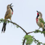 Rosy-patched Bushshrike (image by Nik Borrow)