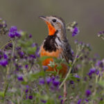 Rosy-throated Longclaw (image by Nik Borrow)