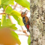 Rufous-bellied Woodpecker (image by Craig Robson)