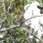 Rufous-breasted Chat-Tyrant (image by Trevor Ellery)
