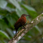 Rufous-breasted Leaftosser (image by Leo Garrigues)
