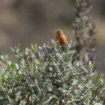 Rufous-browed Conebill (image by Trevor Ellery)