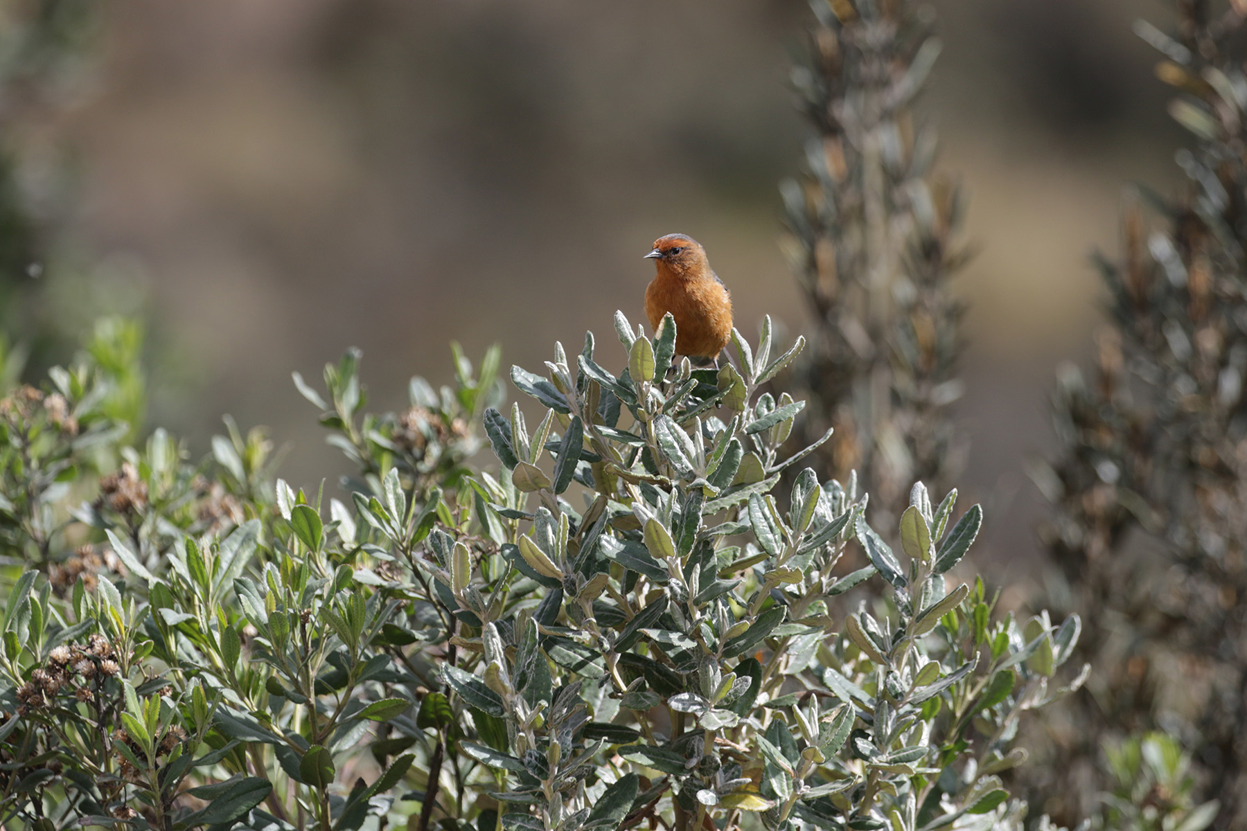 Rufous-browed Conebill (image by Trevor Ellery)