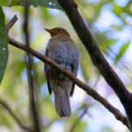 Rufous-browed Solitaire (image by Leo Garrigues)