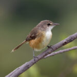 Rufous-sided Scrub Tyrant (image by Leo Garrigues)